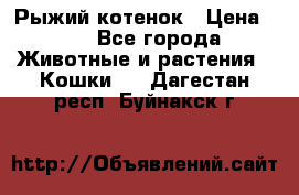 Рыжий котенок › Цена ­ 1 - Все города Животные и растения » Кошки   . Дагестан респ.,Буйнакск г.